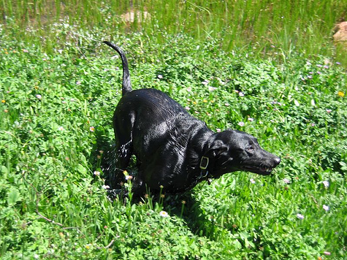 A young pup, dashing across the landscape