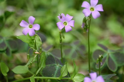 Violet wood sorrel