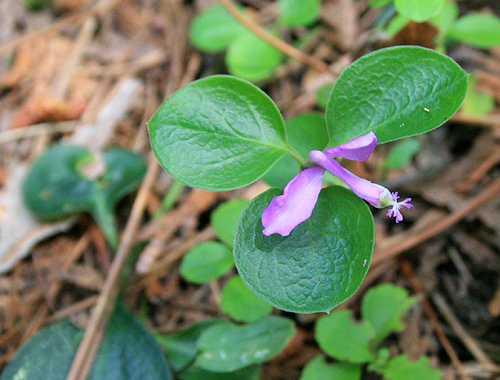 Fringed polygala, Polygala paucifolia