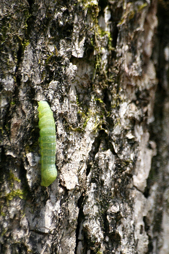 Bright caterpillar, making a way up the tree