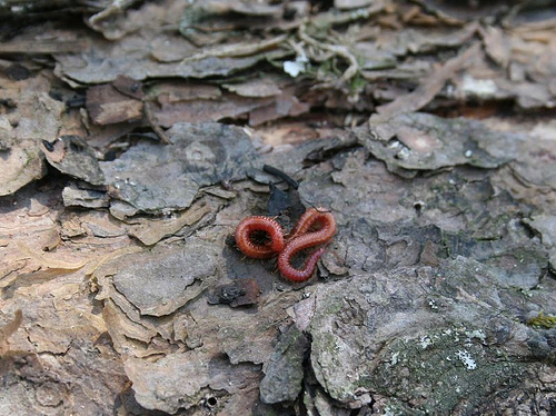 Scolopendromorph (centipede), curled upon a log