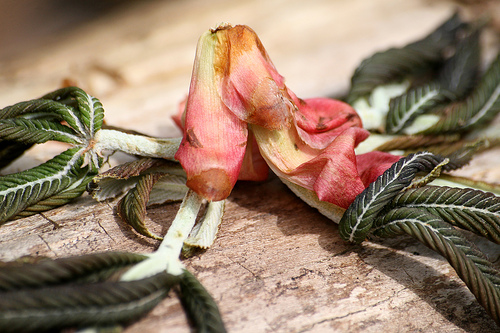 Chilled buckeye blossoms, early bloom caught by snow