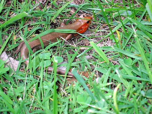 Eumeces laticeps, broadhead skink Nebraska