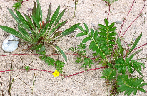 Beach plants, along the shore of Lake Huron 