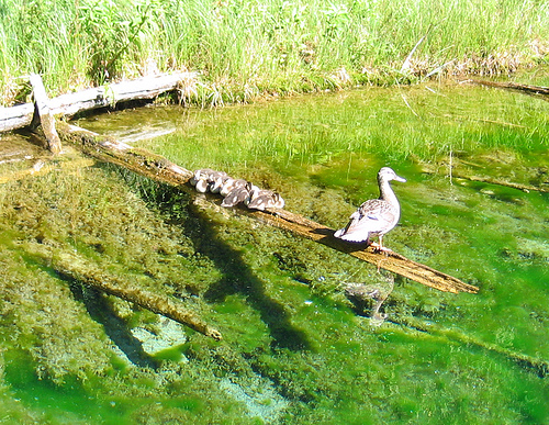 Young ducklings with mother, Big Spring (Kitch-iti-kipi), Thompson, MI