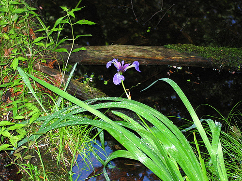 Iris versicolor, wild blue iris