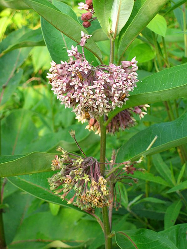 Purple milkweed, Asclepias purpurascens
