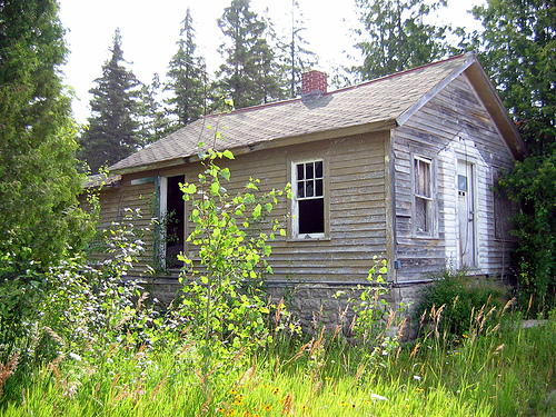 Very old, overgrown homeplace