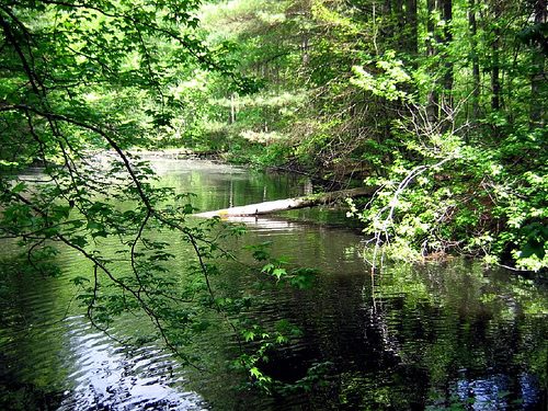 Hidden pond, Daniel Boone National Forest