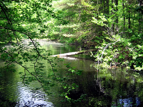 Daniel Boone Forest