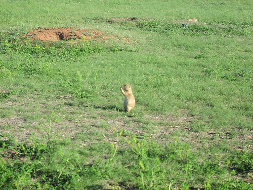 Prairie dog, North Dakota