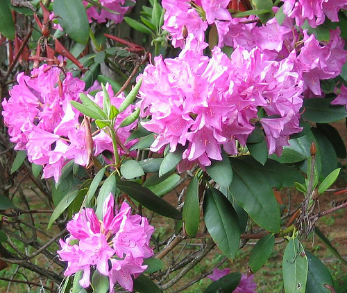 Mountain rhododendron