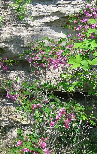 Robinia hispida, rose acacia