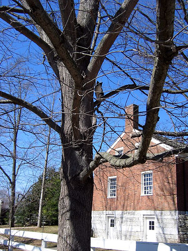 Cat in tree, Shakertown