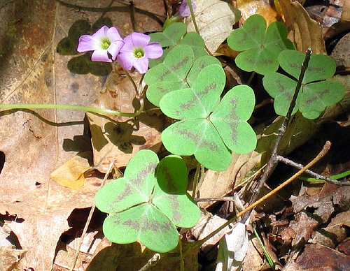 Violet wood-sorrel, Oxalis violacea