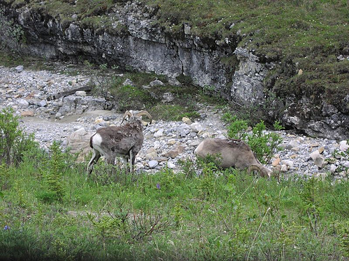  Stone sheep, northwest Alberta, Canada