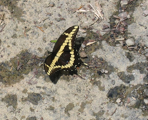 Giant Swallowtail, Heraclides cresphontes