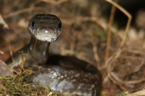 black rat snake Elaphe obsoleta obsoleta