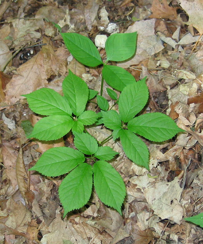 Ginseng Panax quinquefolium