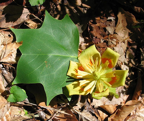 Liriodendron tulipifera tulip poplar