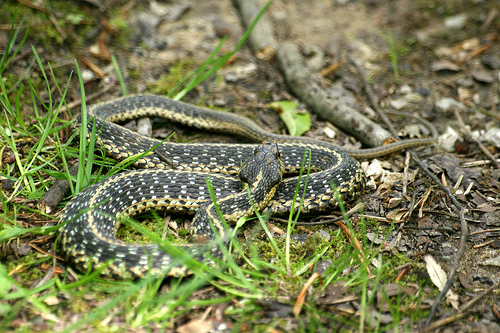 Common Garter Snake, Thamnophis sirtalis