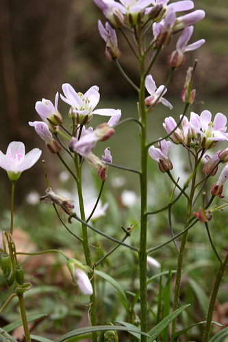 Cardamine douglassii, purple cress 