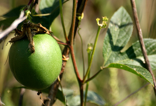 Purple passionflower (fruit), Passiflora incarnata