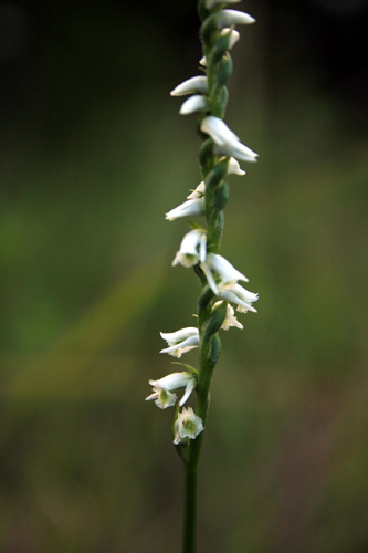 Spiranthes lacera S. Gracilis