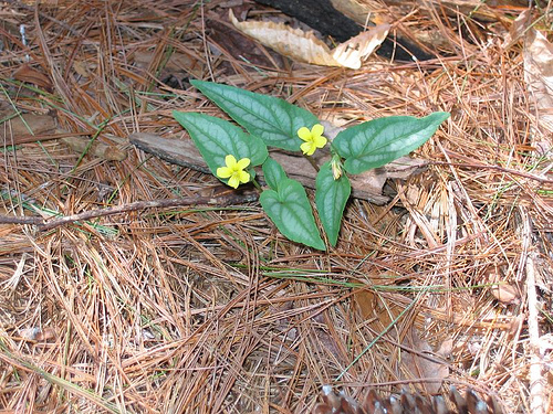 Viola yellow violet