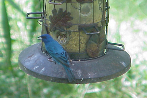 Indigo buntin