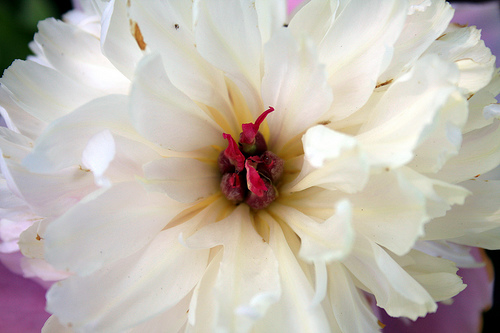 peony kentucky