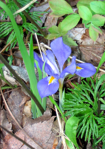 dwarf crested iris