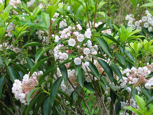 mountain laurel