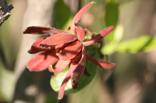 Appalachian bubby bush Calycanthus floridus