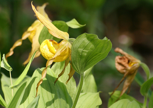 Yellow lady's slipper, Cypripedium pubescens