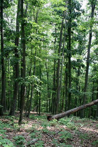 Serene view of the forest, through the trees