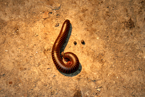 Spirobolid Millipede, Narceus americanus 