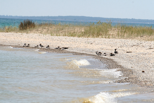  Common merganser, Mergus merganser