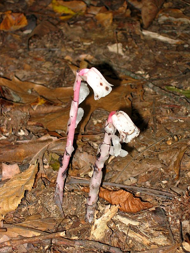 Indian pipe, Monotropa uniflora 