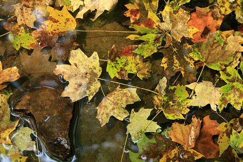 Fallen leaves, nature's work of art.  Bernheim Arboretum and Forest.