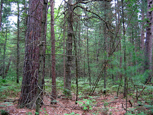 Roscommon Pines Old Growth