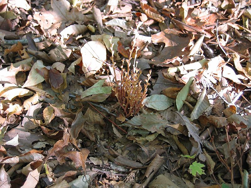 Epifagus virginiana, beech drops (root holoparasite occurring only on American Beech)