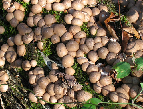 Lycoperdon pyriforme, puffball fungus
