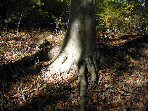 Fagus grandifolia, American Beech