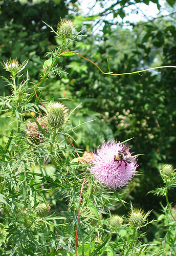 Carduus nutans, nodding thistle, earth healing daily reflections