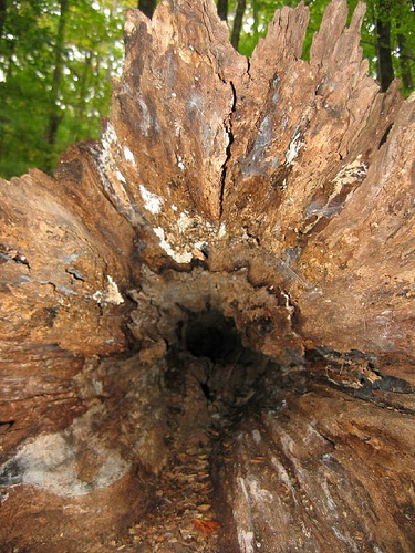 View into a hollow, downed tree