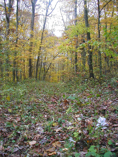 earth healing daily weekday weekly reflections fall foliage kentucky ky