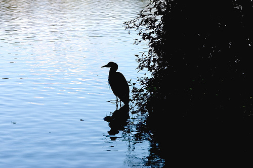 Great blue heron Kentucky