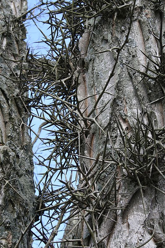 Honey locust Gleditsia triacanthos