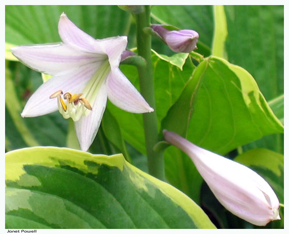 hosta garden flower